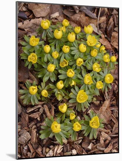 Winter Aconite (Eranthis Hyemalis)-Adrian Bicker-Mounted Photographic Print