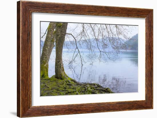 Winter Alders I-Kathy Mahan-Framed Photographic Print