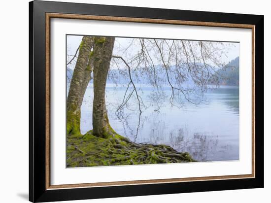 Winter Alders I-Kathy Mahan-Framed Photographic Print