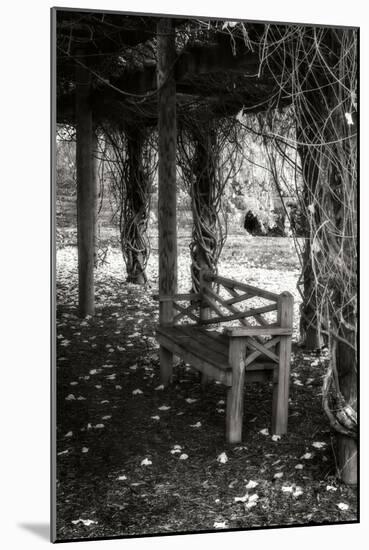 Winter Arbor II-Alan Hausenflock-Mounted Photographic Print