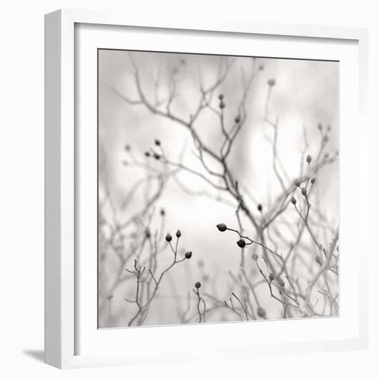 Winter Berries-Nicholas Bell-Framed Photographic Print