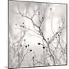 Winter Berries-Nicholas Bell-Mounted Photographic Print