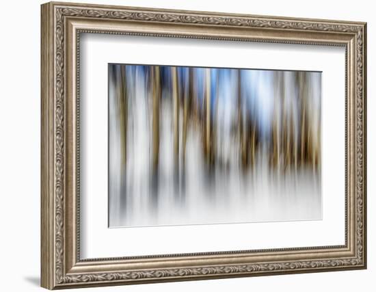 Winter Birches-Ursula Abresch-Framed Photographic Print