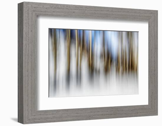 Winter Birches-Ursula Abresch-Framed Photographic Print