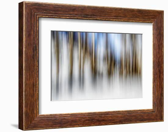 Winter Birches-Ursula Abresch-Framed Photographic Print