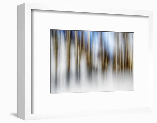 Winter Birches-Ursula Abresch-Framed Photographic Print