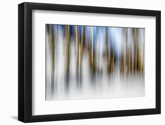 Winter Birches-Ursula Abresch-Framed Photographic Print