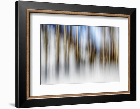 Winter Birches-Ursula Abresch-Framed Photographic Print