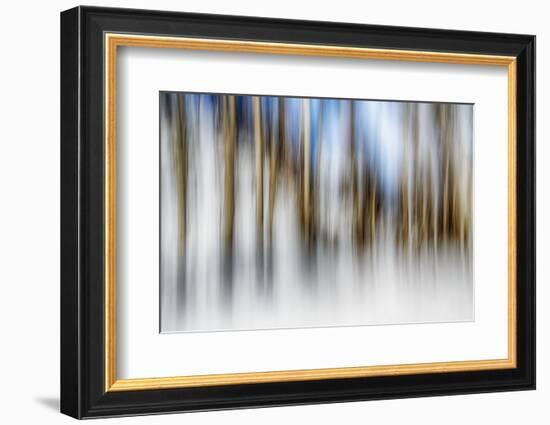 Winter Birches-Ursula Abresch-Framed Photographic Print