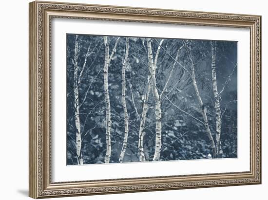 Winter Birches-Doug Chinnery-Framed Giclee Print