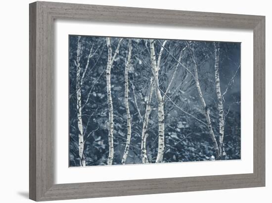 Winter Birches-Doug Chinnery-Framed Giclee Print