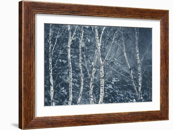 Winter Birches-Doug Chinnery-Framed Giclee Print