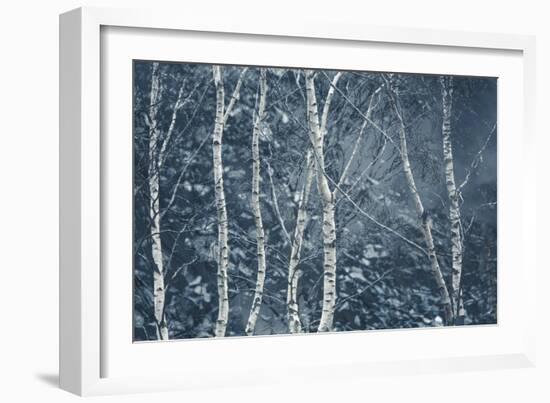 Winter Birches-Doug Chinnery-Framed Giclee Print