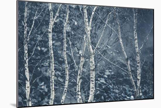 Winter Birches-Doug Chinnery-Mounted Giclee Print