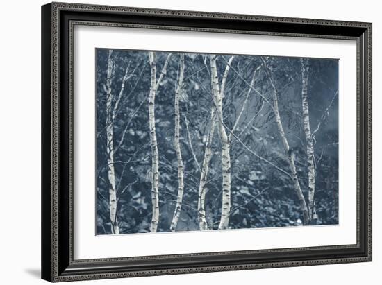 Winter Birches-Doug Chinnery-Framed Giclee Print