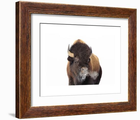 Winter Bison, Yellowstone-Jason Savage-Framed Art Print