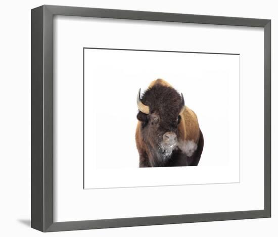 Winter Bison, Yellowstone-Jason Savage-Framed Art Print