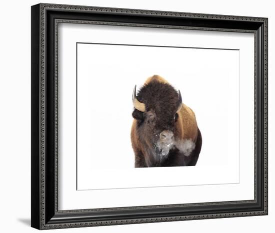 Winter Bison, Yellowstone-Jason Savage-Framed Art Print