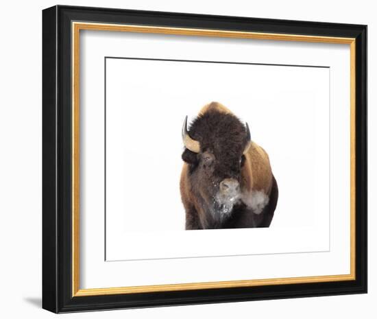 Winter Bison, Yellowstone-Jason Savage-Framed Art Print