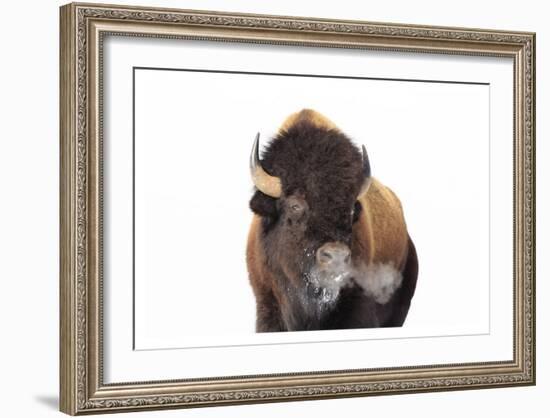 Winter Bison, Yellowstone-Jason Savage-Framed Art Print