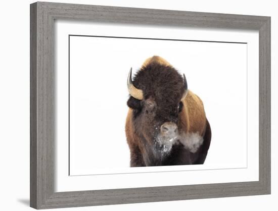 Winter Bison, Yellowstone-Jason Savage-Framed Art Print