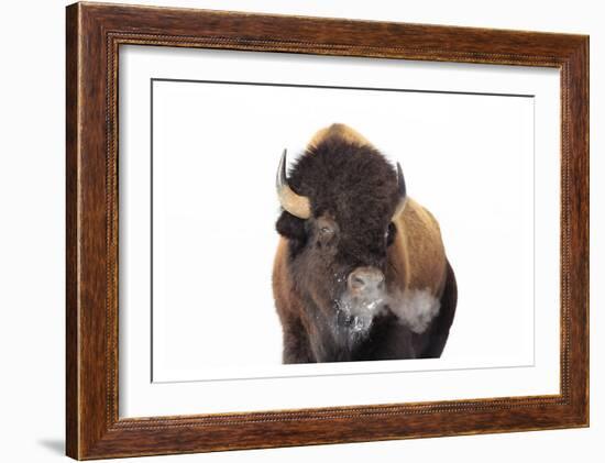 Winter Bison, Yellowstone-Jason Savage-Framed Art Print