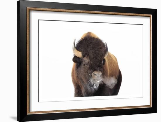 Winter Bison, Yellowstone-Jason Savage-Framed Art Print