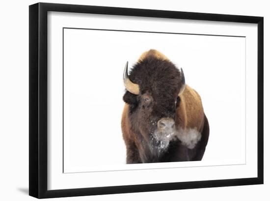 Winter Bison, Yellowstone-Jason Savage-Framed Art Print