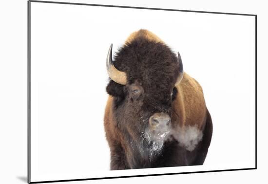 Winter Bison, Yellowstone-Jason Savage-Mounted Art Print