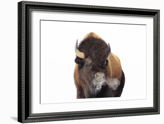 Winter Bison, Yellowstone-Jason Savage-Framed Art Print