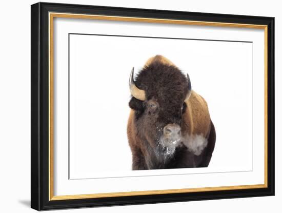 Winter Bison, Yellowstone-Jason Savage-Framed Art Print