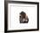 Winter Bison, Yellowstone-Jason Savage-Framed Giclee Print