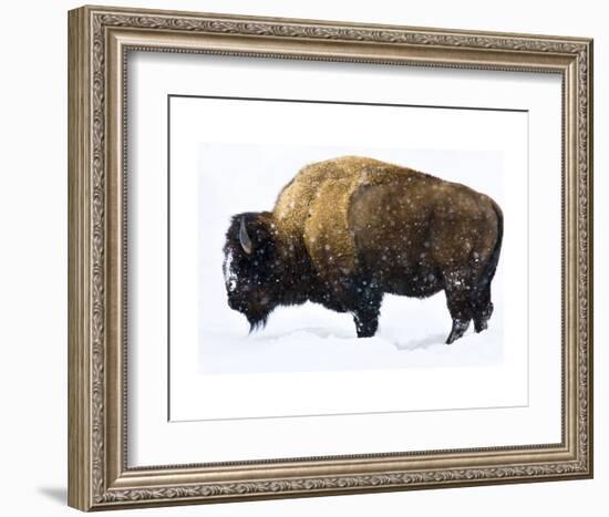 Winter Bison-Jason Savage-Framed Art Print