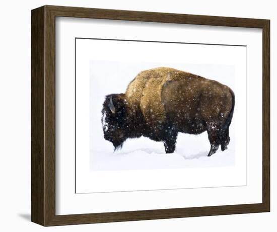 Winter Bison-Jason Savage-Framed Art Print