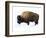 Winter Bison-Jason Savage-Framed Art Print