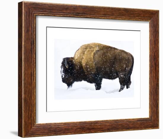 Winter Bison-Jason Savage-Framed Art Print