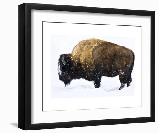 Winter Bison-Jason Savage-Framed Art Print