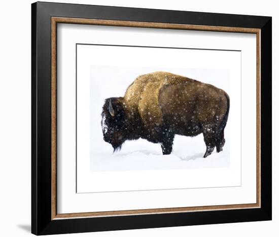 Winter Bison-Jason Savage-Framed Art Print