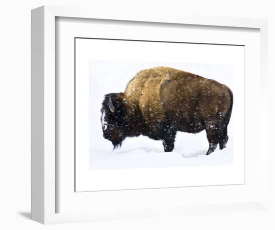 Winter Bison-Jason Savage-Framed Art Print