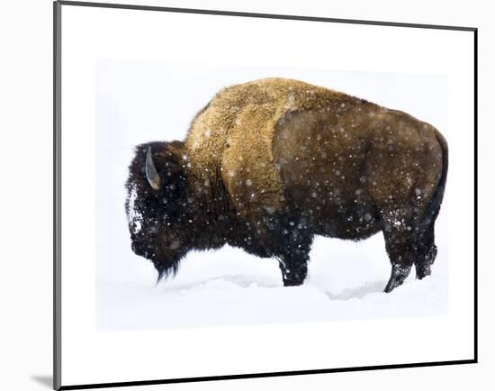 Winter Bison-Jason Savage-Mounted Art Print