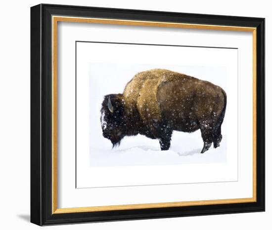 Winter Bison-Jason Savage-Framed Art Print