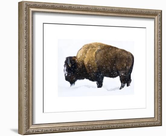 Winter Bison-Jason Savage-Framed Giclee Print