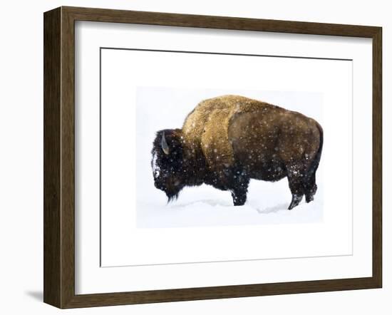 Winter Bison-Jason Savage-Framed Giclee Print