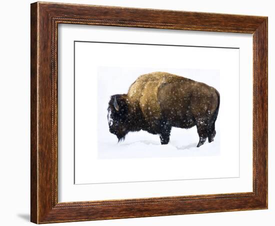 Winter Bison-Jason Savage-Framed Giclee Print