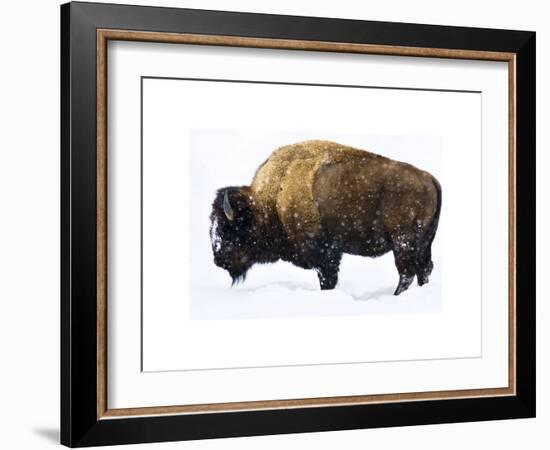 Winter Bison-Jason Savage-Framed Giclee Print