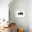 Winter Bison-Jason Savage-Framed Giclee Print displayed on a wall