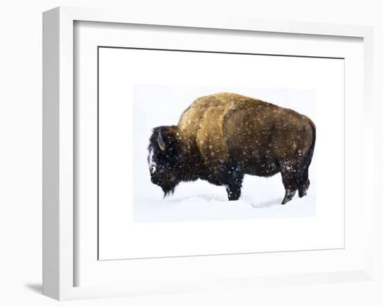 Winter Bison-Jason Savage-Framed Giclee Print