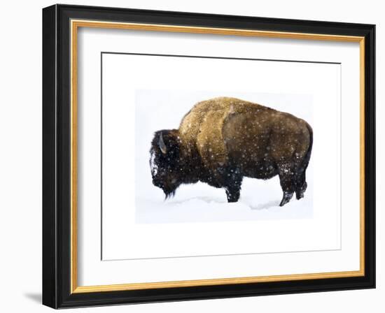 Winter Bison-Jason Savage-Framed Giclee Print