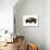 Winter Bison-Jason Savage-Giclee Print displayed on a wall