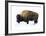 Winter Bison-Jason Savage-Framed Giclee Print